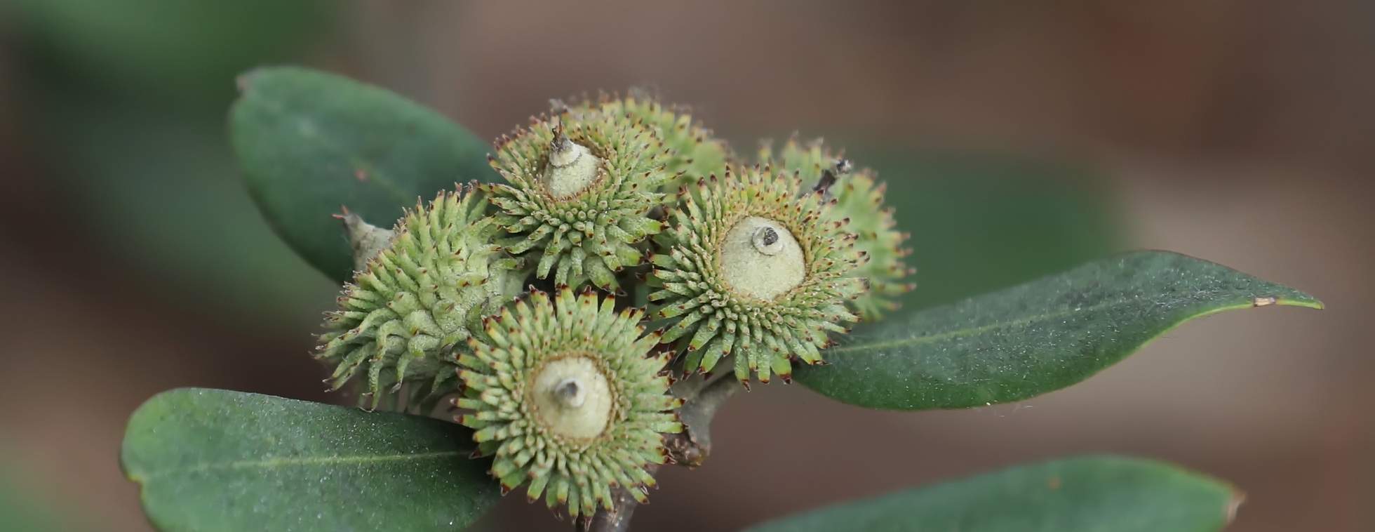 Tree-mium Photos with your Smartphone Camera